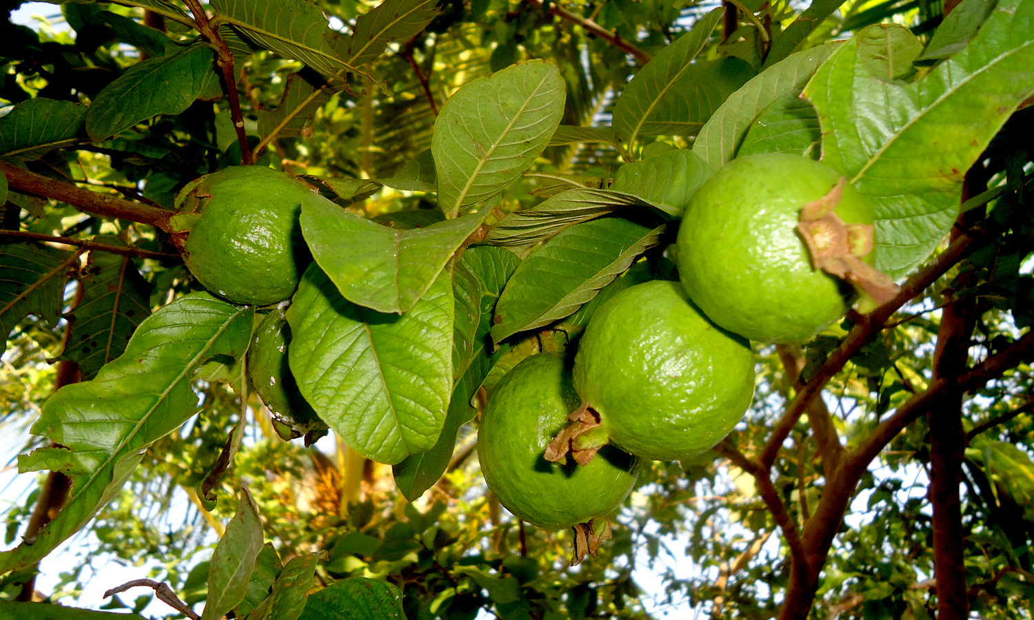 বর্ষাকালের চারটি ফলের উপকারিতা