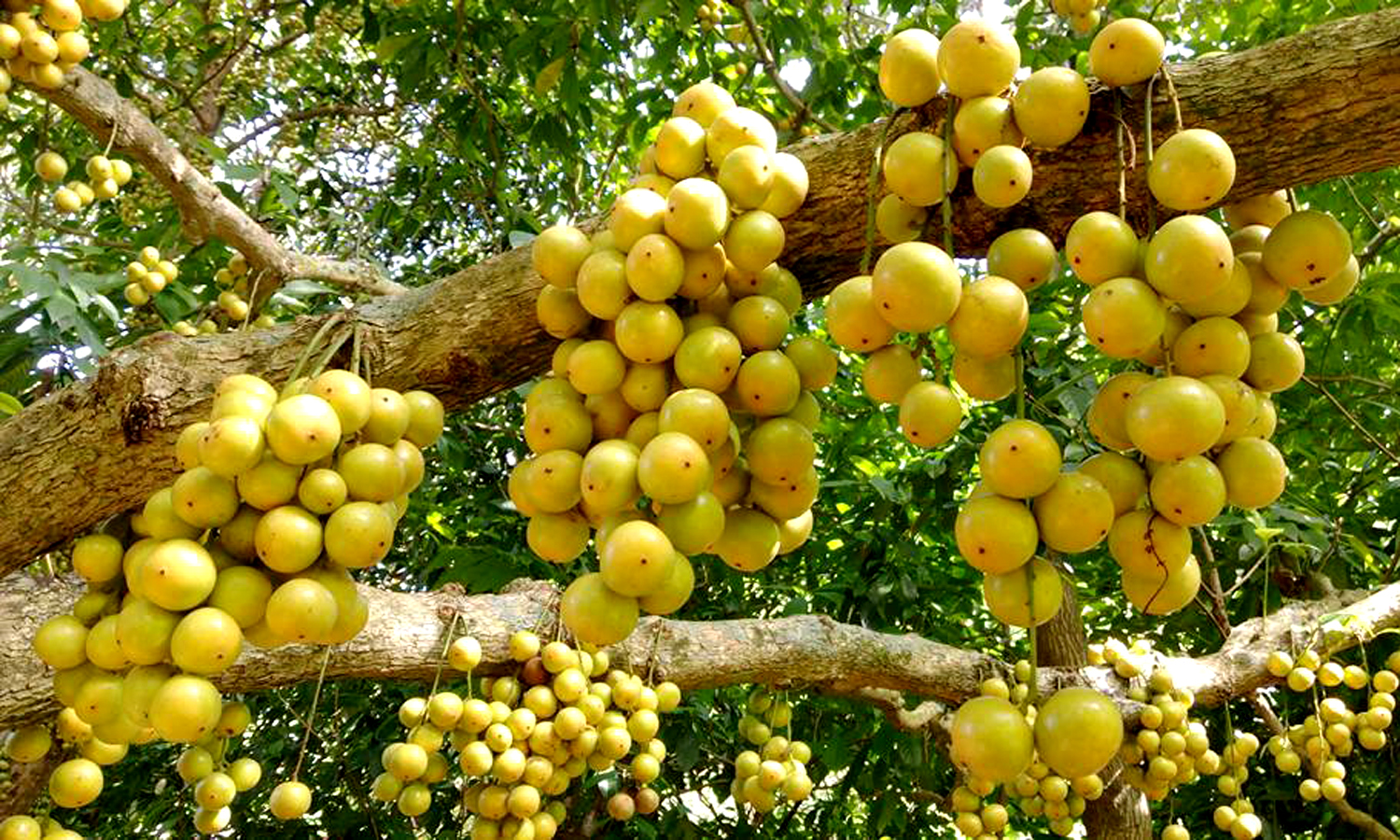 লটকনের উপকারিতা