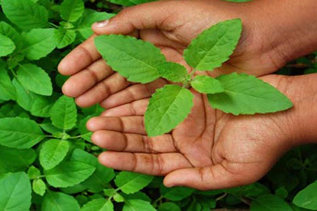 তুলসী পাতার গুণাগুণ